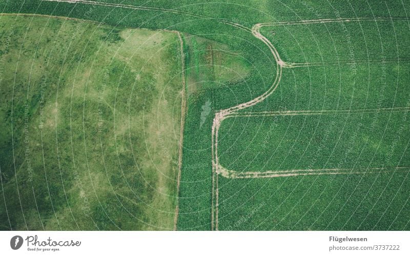 Viele Wege Luftbild Drohnen Drohnenansicht Feld Ernte Wiese Rasen Wege & Pfade Kreuzung grün Vogelperspektive kurvenreich