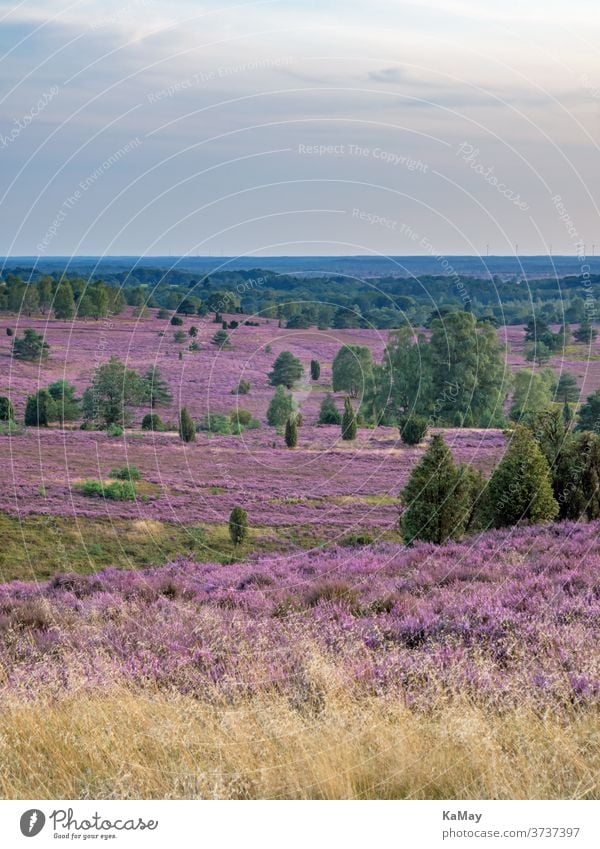 Blick vom Wilseder Berg zur Heideblüte bei Sonnenuntergang, Lüneburger Heide, Niedersachsen, Deutschland Landschaft Heidekraut deutsch lila Reisen Reiseziel