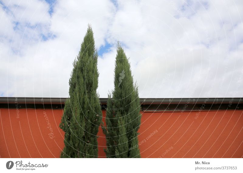 Architektur und Natur I geradewegs nach oben Gebäude Himmel Wolken Dachrinne rot Lebensbaum thuja Haus Wand Mauer Wachstum Hinterhof Dekoration & Verzierung