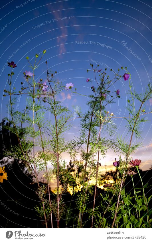 Angeblitzte Cosmea ast baum blume blühen blüte erholung ferien garten gras himmel kleingarten kleingartenkolonie menschenleer natur pflanze rasen ruhe