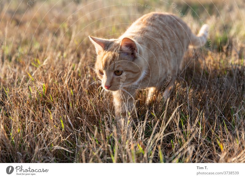 Jagd Kater Katze Feld Jagen roter Kater Cat Tier Tierporträt Außenaufnahme niedlich Menschenleer