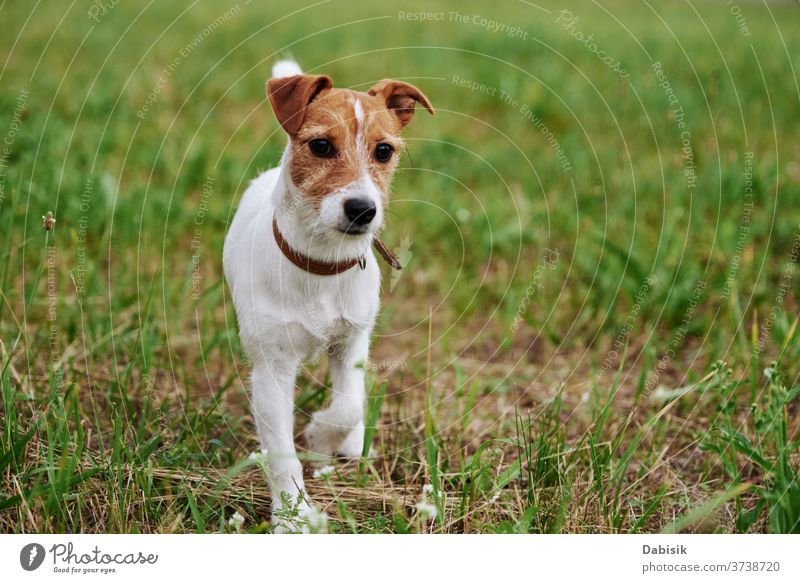 Hund auf der Wiese an einem Sommertag. Jack Russel Terrier Welpe Porträt niedlich Glück Haustier bezaubernd braun Gesicht züchten heimisch Gras Park spielen