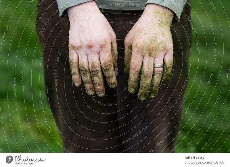 die grasbefleckten Hände eines Gärtners grün Fleck gefärbt Grasfleck Landschaftsgärtner Ehering verheiratet Knöchel Rasen dreckig Fingernägel Männerhände