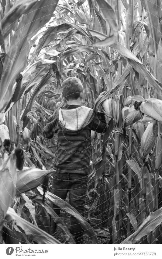 Junge geht im Herbst durch ein Maisfeld fallen herbstlich Bauernhof Ackerbau Ernte Halloween Oktober September saisonbedingt Illinois Vereinigte Staaten Porträt