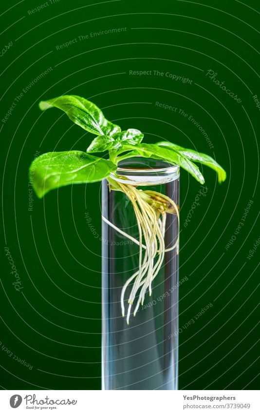 Grüne Pflanze im Reagenzglas, isoliert auf grünem Hintergrund. Basilikumpflanze in einem Glasröhrchen. Ackerbau analysieren Aroma Biologie Biotechnologie