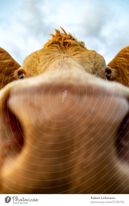 Nahaufnahme eines von einer jungen Kuh (Charolais) Porträt Bulle Weide abschließen Weitwinkel Freilauf Stiere Nase Fuß Ohren Auge Wiese Rind Feld