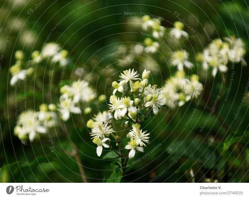 Weiße Blüten Pflanze Natur Außenaufnahme Blühend Farbfoto Spätsommer Sommer Schwache Tiefenschärfe Nahaufnahme Detailaufnahme schön strauch blühender Strauch