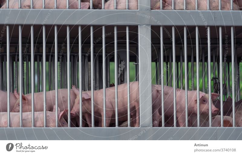 Transport von Schweinen im Lastwagen vom Bauernhof zum Schlachthof. Afrikanische Schweinepest (ASF) und Schweinegrippe Konzept. Träger der Schweinegrippe (H1N1-Virus). Fleischindustrie. Tierfleischmarkt. Schwein im Metallzaun auf Lastwagen.
