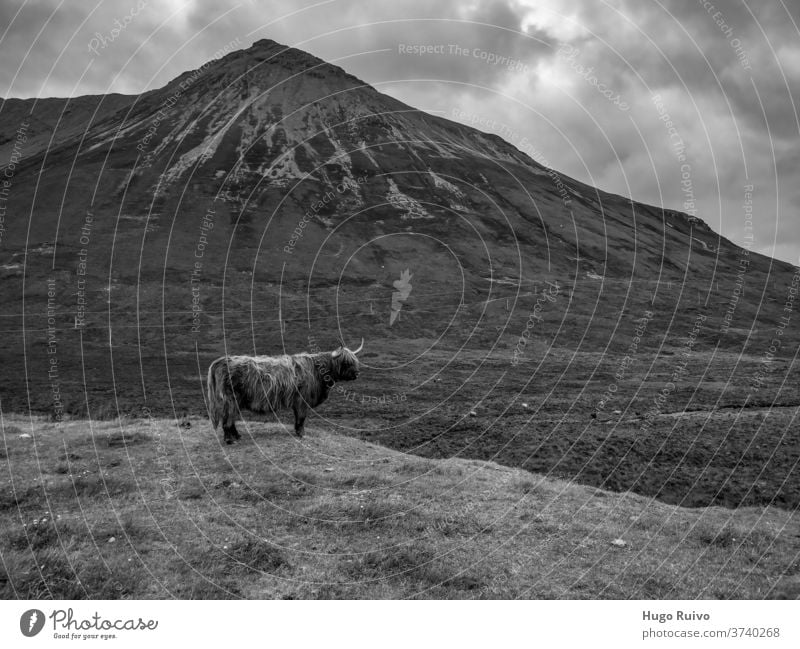 Schottische Hochlandkuh vor einem Reittier Schottland Landschaft Schottisches Hochlandrind Bulle Kuh Isle of Skye Berge u. Gebirge Schwarzweißfoto Tier