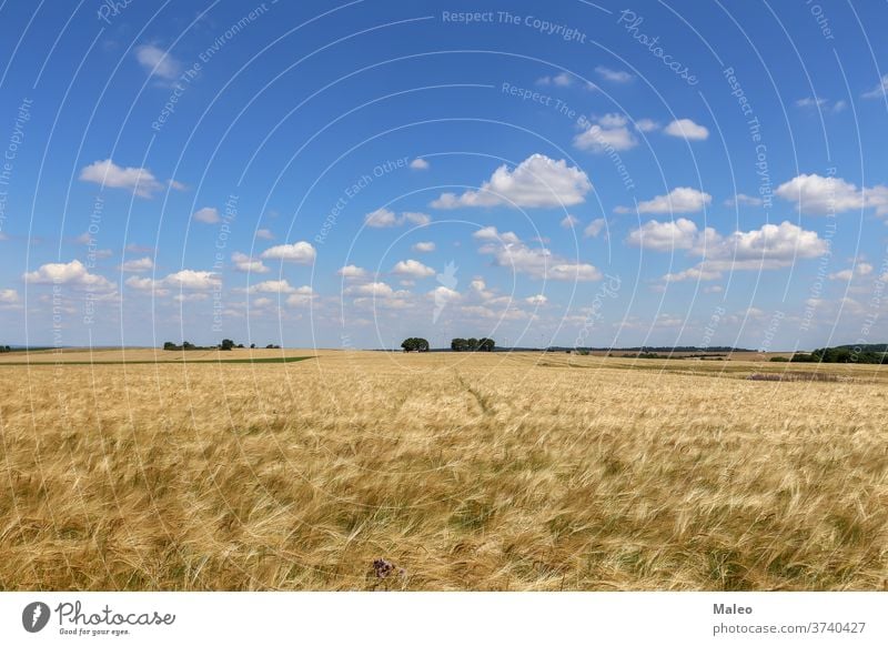Die goldenen Ähren des auf dem Feld wachsenden Weizens Rücken normal Hintergrund blau Pflege Land Landschaft Umwelt Freiheit frisch Air Wachstum Natur Leben