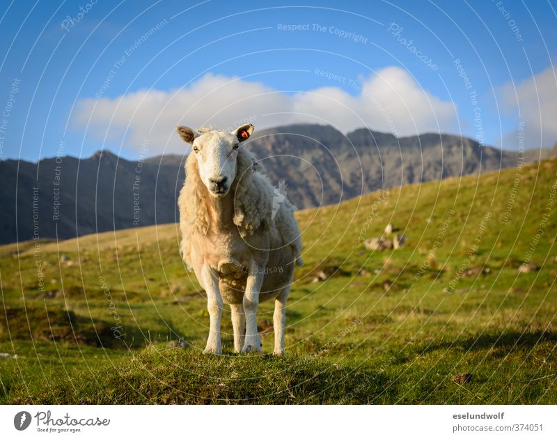 Määäh - das ist meine Wiese Landschaft Tier Frühling Schönes Wetter Gras Hügel Felsen Berge u. Gebirge Highlands Alm Wildtier Schaf 1 frech frei Fröhlichkeit