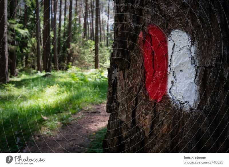 Wanderweg in den österreichischen Alpen mit einem auf einen Baumstamm gemalten Wegweiser, Mieminger Plateau, Tirol, Österreich Zeichen Natur Wald wandern Bahn
