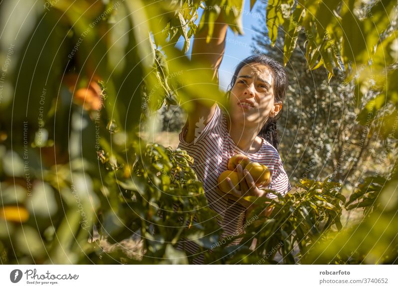 Frau pflückt Pfirsiche auf dem Feld Ernte organisch Landwirtschaft Frucht Gartenarbeit Obstgarten frisch im Freien Natur reif Ackerbau jung Mädchen Baum