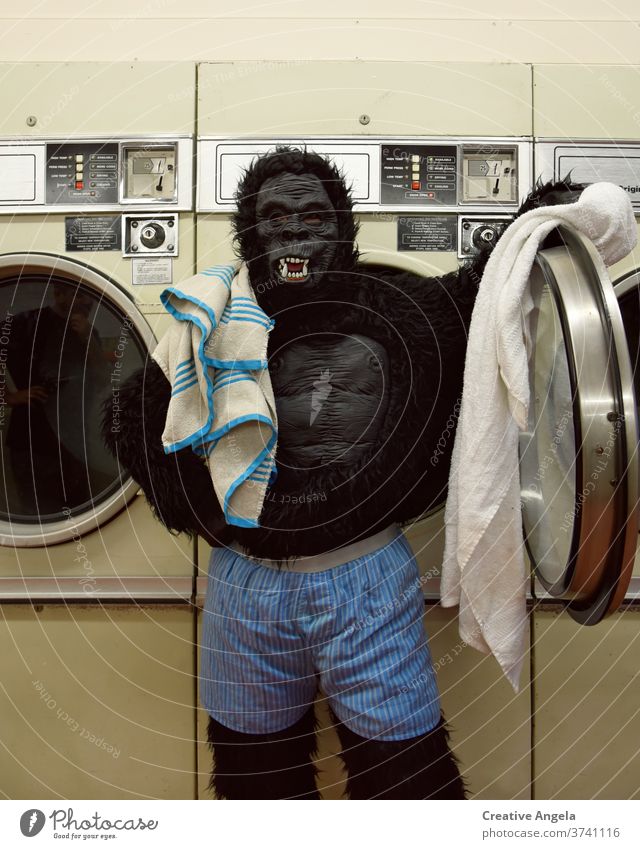 Verantwortungsbewusster Gorilla beim Wäschewaschen bizarr Tracht lustig Humor im Innenbereich Waschsalon Wäscherei Leben Lifestyle Blick Maschine Mundschutz