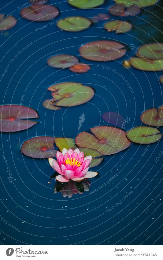 Eine schwimmende Lotuspflanze Pflanze Teich Hochformat hautnah Lotos Lotosblüte Seerosenblätter