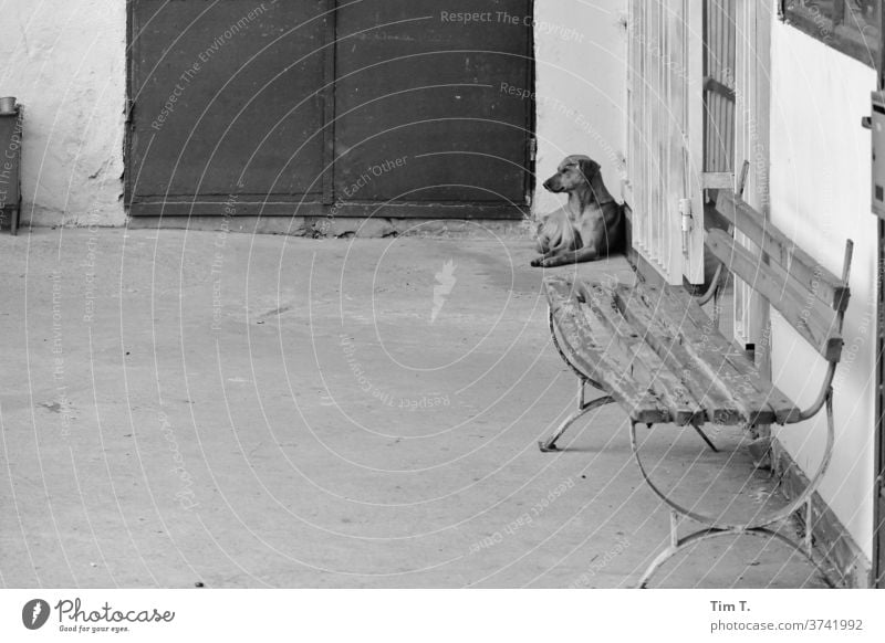 Streunender Hund dog Sofia Bulgarien s/w Schwarzweißfoto Tag Außenaufnahme Menschenleer Stadtzentrum Hauptstadt Europa Altstadt Altbau Gebäude Tier Bank Bahnhof