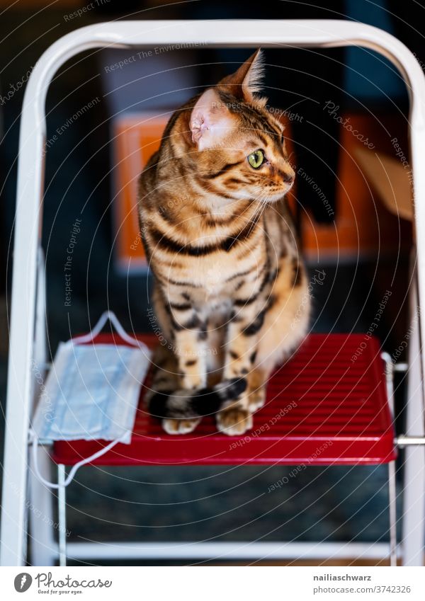 Bengal Katze Nahaufnahme Farbfoto unschuldig Idylle geheimnisvoll Tierliebe selbstbewußt weich schön niedlich Neugier elegant Blick beobachten bengalische Katze