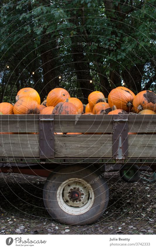 Oldtimer-Wagen voller Kürbisse auf einem Bauernhof fallen Herbst herbstlich Ackerbau Ernte Halloween Oktober September saisonbedingt Illinois Vereinigte Staaten