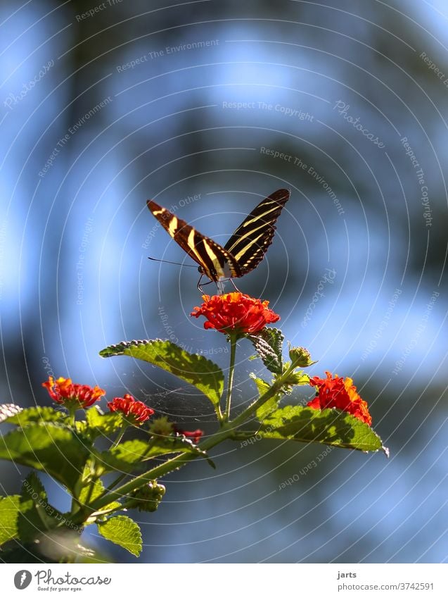 Zebrafalter Falter Schmetterling Insekt Nahaufnahme Farbfoto Außenaufnahme Tagfalter butterfly Blume Edelfalter gelb schwarz gestreift Flügel