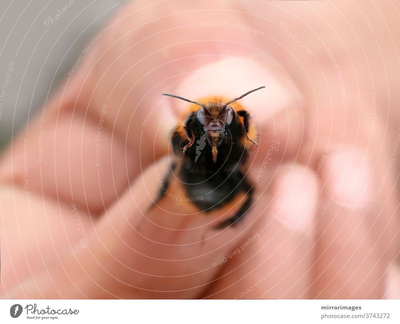 eine Hummel mit den Fingern halten Gartenhummel Blume Natur grün Insekt weiß Sommer Schönheit Biene Fliege schwarz Makro gelb Tier Nahaufnahme Nektar Hand