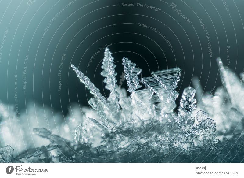 Die wunderbare Vielfalt in der Zauberwelt der Eiskristalle Kunstwerk Kristalle Vergänglichkeit Natur Kreativität Hoffnung filigran zerbrechlich durchscheinend