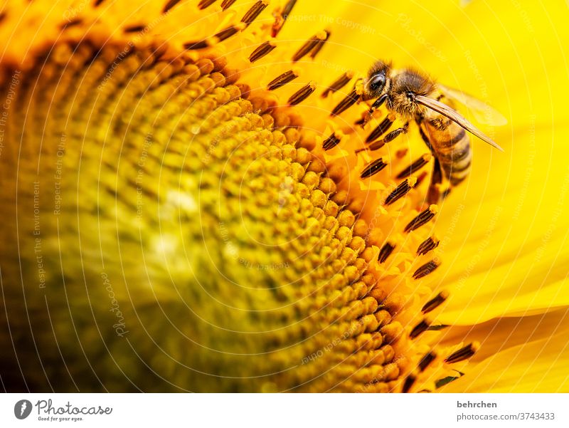 bienchen Nektar Honig Pollen Tier Sonnenblume Nahaufnahme Wiese schön Landschaft Garten Hummel Biene fliegen Flügel Blütenblatt Umwelt Wärme Blütenstaub