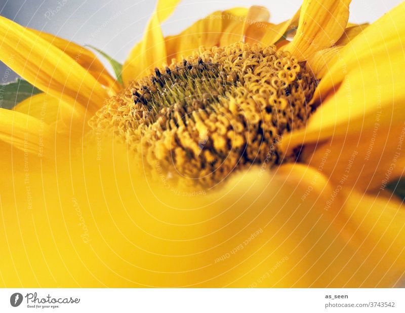 Sunflower Sonnenblume gelb Sommer leuchtend Blume Pflanze Blüte Natur Nahaufnahme Farbfoto Außenaufnahme Makroaufnahme Garten Tag Menschenleer Blatt