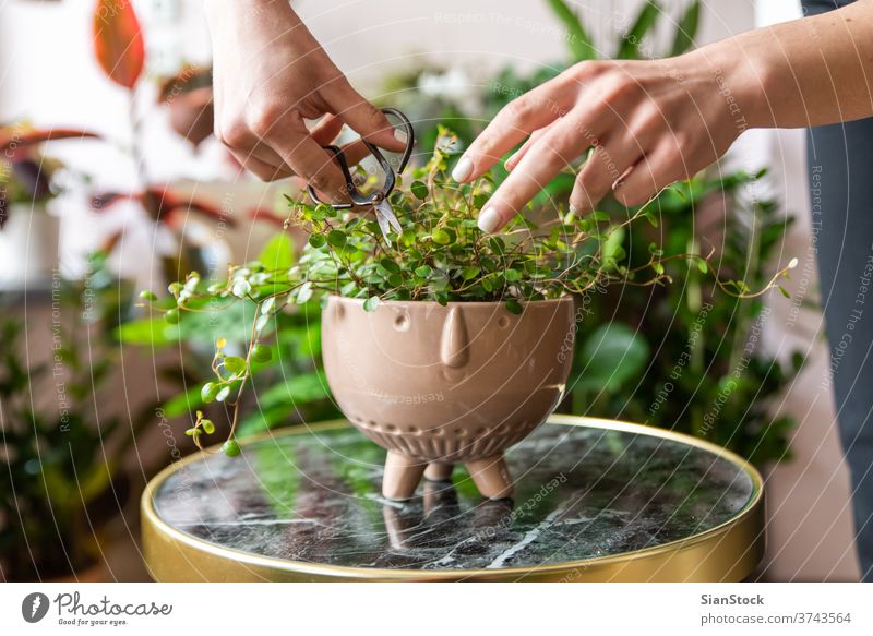Floristische Pflege einer Pflanze Mode Gesicht Topf Hände grün Überstrahlung Blume Natur romantisch aufpassen geschnitten Bewässerung Dekor Zusammensetzung
