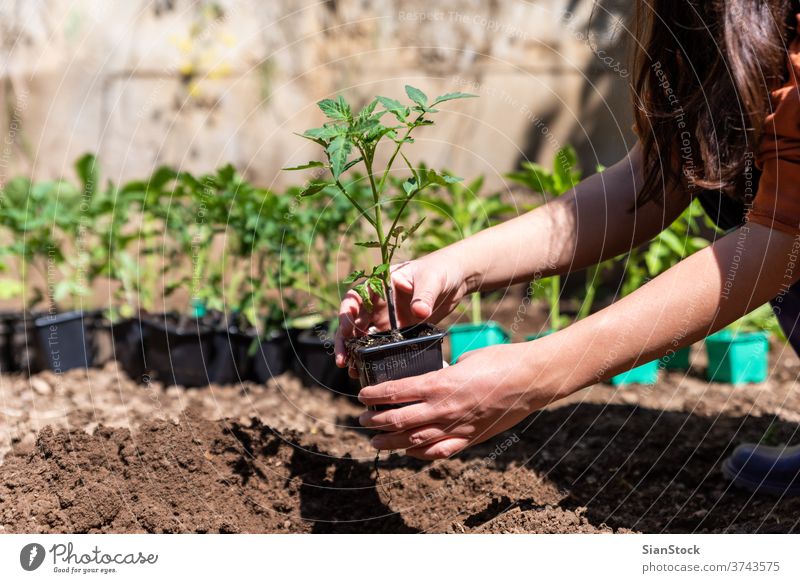 Frau pflanzt im Garten junge Tomaten an. Wachstum Erde Schmutz Natur sprießen grün Hand Landwirtschaft Frühling Hände Ackerbau Boden Gartenarbeit Nahaufnahme