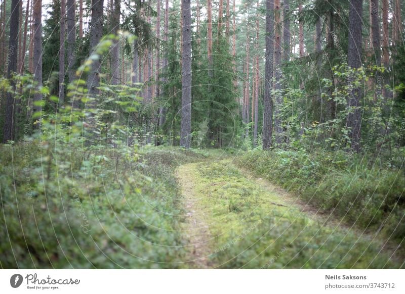 einsamer Waldweg in den Wäldern Forstwirtschaft Waldspaziergang Waldstimmung Lettland Natur Außenaufnahme Farbfoto Umwelt Landschaft Weg Anhängerkupplungen