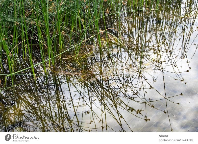 zu Land und zu Wasser Gras Seeufer Flussufer Teich Natur natürlich hell-blau weiß grün braun üppig (Wuchs) Reflexion & Spiegelung Wasserspiegelung Zweig