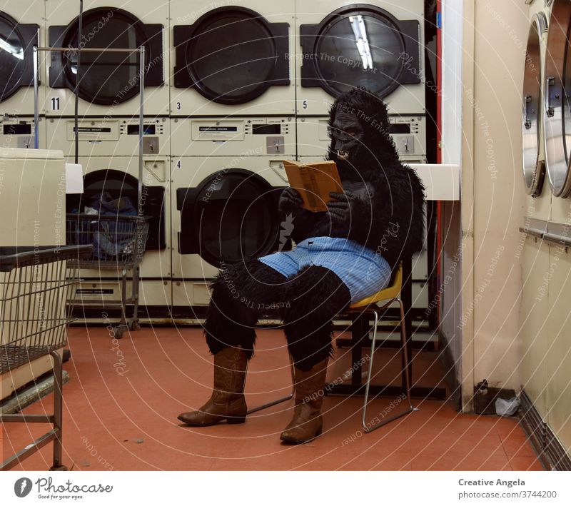 Lustiges Gorilla-Lesebuch im Waschsalon bizarr Tracht lustig Humor im Innenbereich Wäscherei Leben Lifestyle Blick Maschine Mundschutz Mann Unterwäsche Boxer