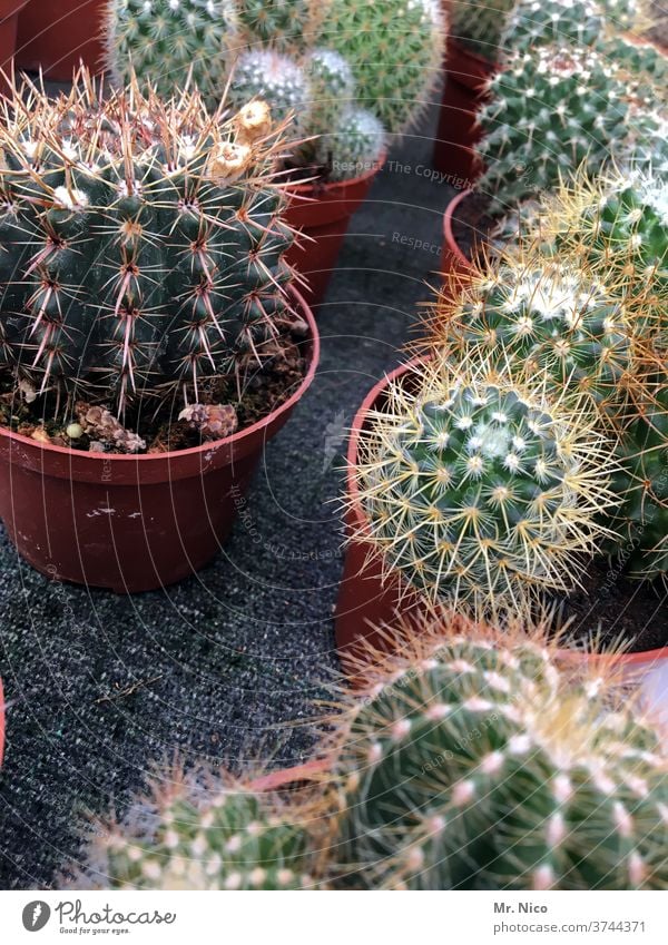 Mini Kakteen Sammlung Kaktus Pflanze grün Stachel botanisch Dekoration & Verzierung Gärtnerei Zimmerpflanze kaktuspflanze Topfpflanze exotisch Kakteenstacheln