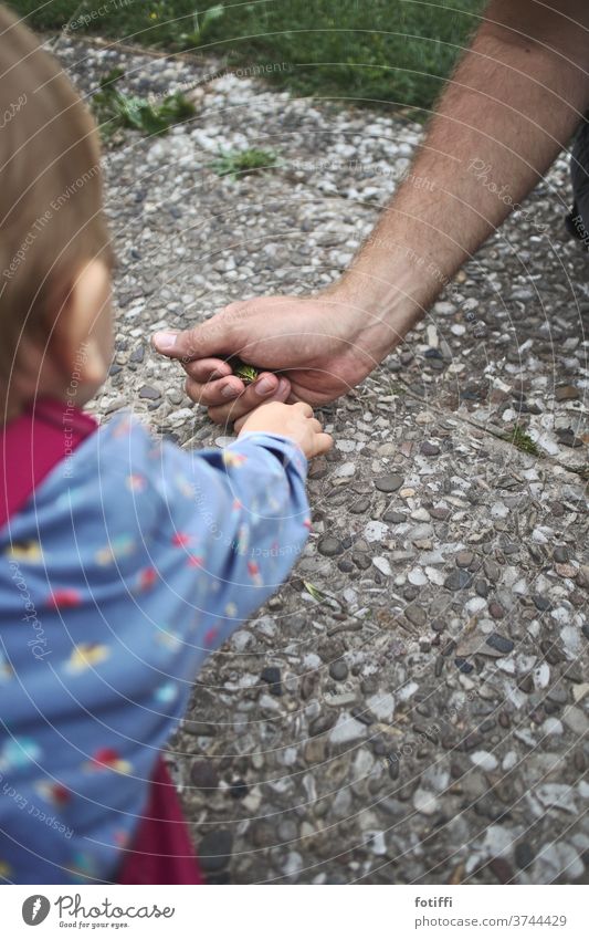 Kleines Kind entdeckt Frosch in Papas Hand Kindheit entdecken sehen Neugier behüten versteckt festhalten Außenaufnahme Spielen Mensch Tier Kleinkind Finger