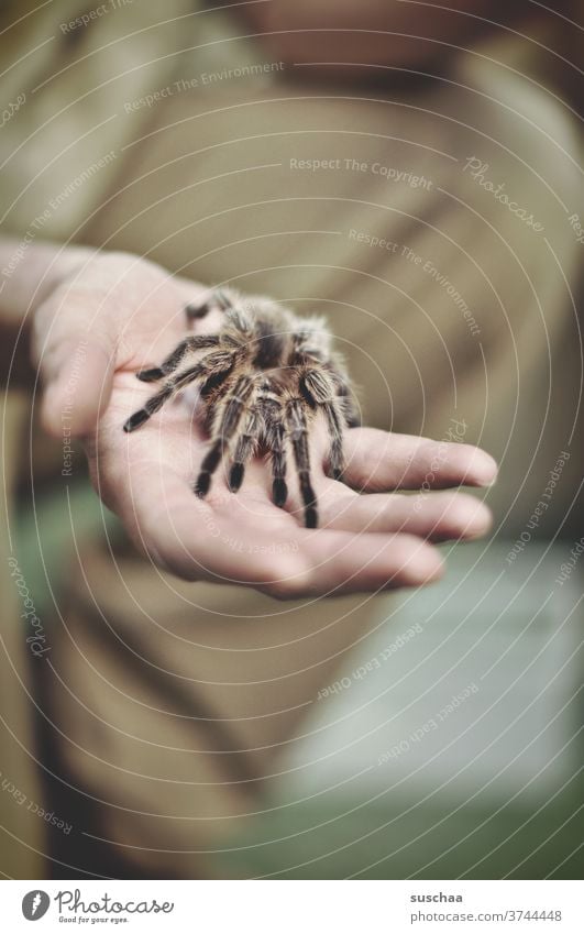 vogelspinne auf einer männlichen hand Hand Finger Spinne Vogelspinne Beine haarig fies eklig Angst Angst auslösend Ekel Tier Makroaufnahme bedrohlich Panik