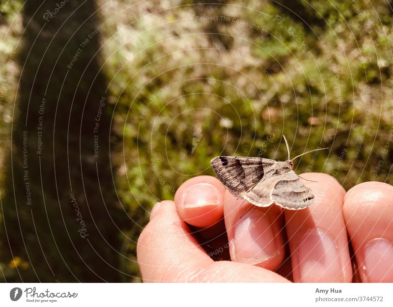 Mottenfreund Schmetterling Insekt Tier Nahaufnahme Hand Natur Sommer Gras Farbfoto