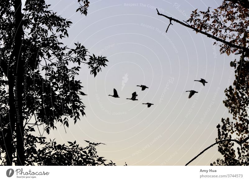 Fliegende kanadische Gänse-Silhouetten Hausgans Morgendämmerung Migration Tier Natur Vogel fliegen Wildtier Schwarm Himmel Farbfoto Kanadagans