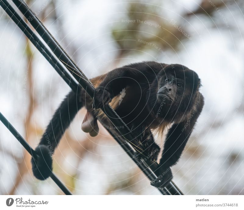 Brüllaffenmann bewacht seine Familie Mann Elektrokabel Kerl festhalten bewachen wildlife Eier fehlt hier Costa Rica