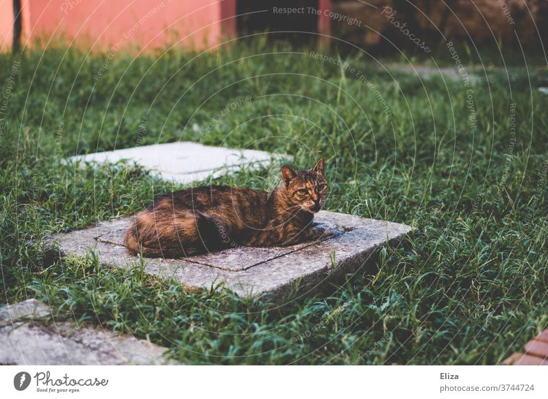 Katze im Graugrünen Wiese draußen braun Tierporträt gestreift liegen Haustier