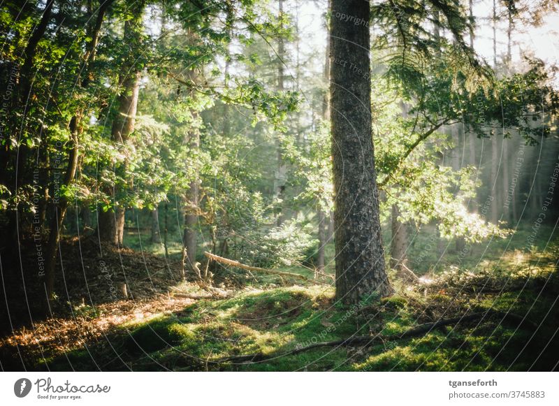 im Wald Baum Baumstamm morgens Moos Moosteppich Menschenleer grün Farbfoto Waldboden Natur Außenaufnahme natürlich Schwache Tiefenschärfe Wachstum Pflanze