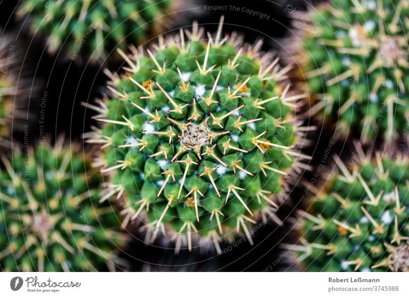 Nahaufnahme eines Kaktus (Mammillaria compressa) Depressiver Warzen-Kaktus Detailaufnahme von oben grün Makro mammillaria compressa Natur Nadeln Pflanze