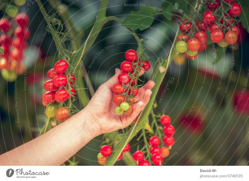 Tomaten an einer Tomatenpflanze Ernte rot frisch bio Lebensmittel anbau Frucht Hand