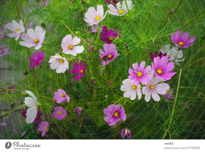 Landschaft in drei Farben Sommer Blütenblatt Sträucher Blume Wiese hell Schmuckkörbchen Himmel Blumenwiese natürlich Zusammensein grün Idylle Hoffnung frisch