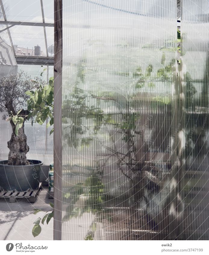 Bei Gärtners Glasscheibe Strukturglas Unschärfe Blätter Gärtnerei Strukturen & Formen durchsichtig Gartenbau Glaswand Fenster Tageslicht Stillleben friedlich