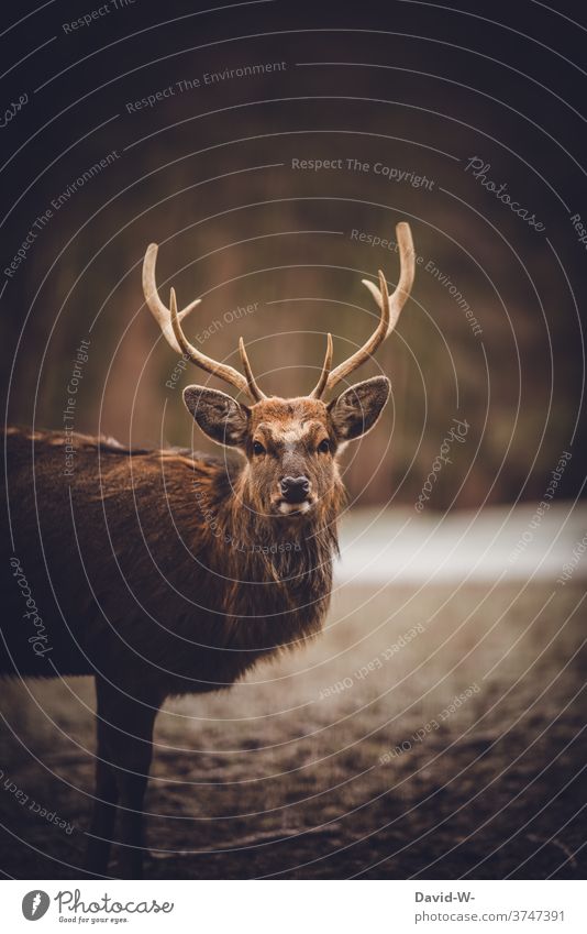 Wild - stolzer Hirsch beobachtet aufmerksam die Umgebung Wald Rotwild Schonzeit ängstlich Tier braun