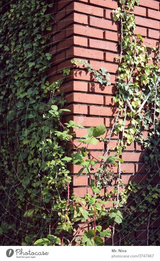 Efeu wächst an einem Gebäude in die Höhe Pflanze grün Blatt Natur Ranke bewachsen Kletterpflanzen Wachstum Fassade Mauer Wand Haus Backsteinfassade