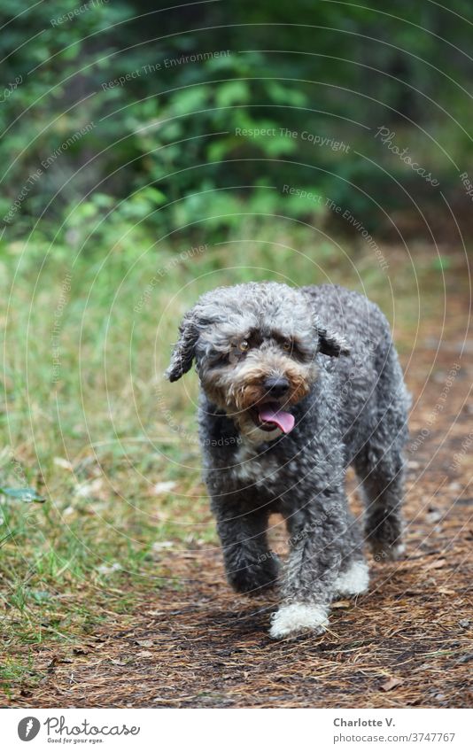 Lotte ist besorgt Hund Haustier Säugetier lockiges Fell Locken zunge zeigen niedlich Farbfoto Zunge Tier Außenaufnahme Tierporträt Blick Natur Tag 1 braun grau