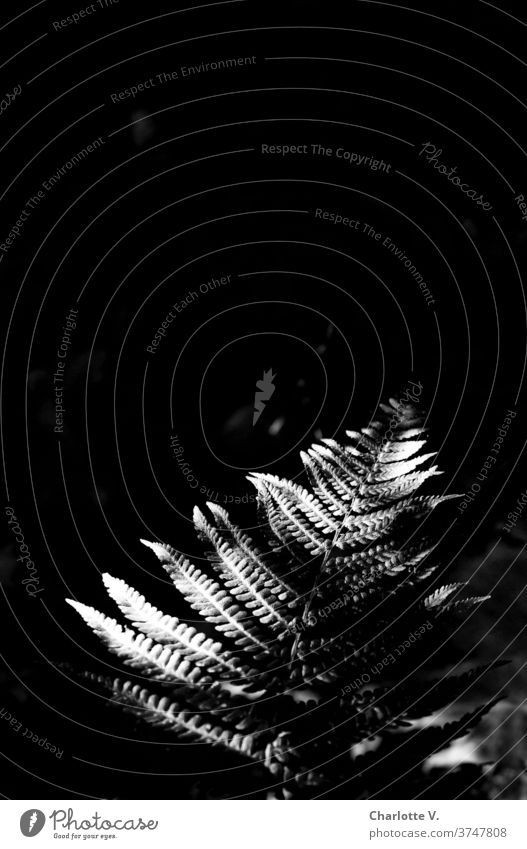 Farnblatt Blatt Pflanze Natur Außenaufnahme Echte Farne natürlich Wald Tag Lichteinfall Lichterscheinung Lichtspiel Licht & Schatten feingliedrig schwarz grau