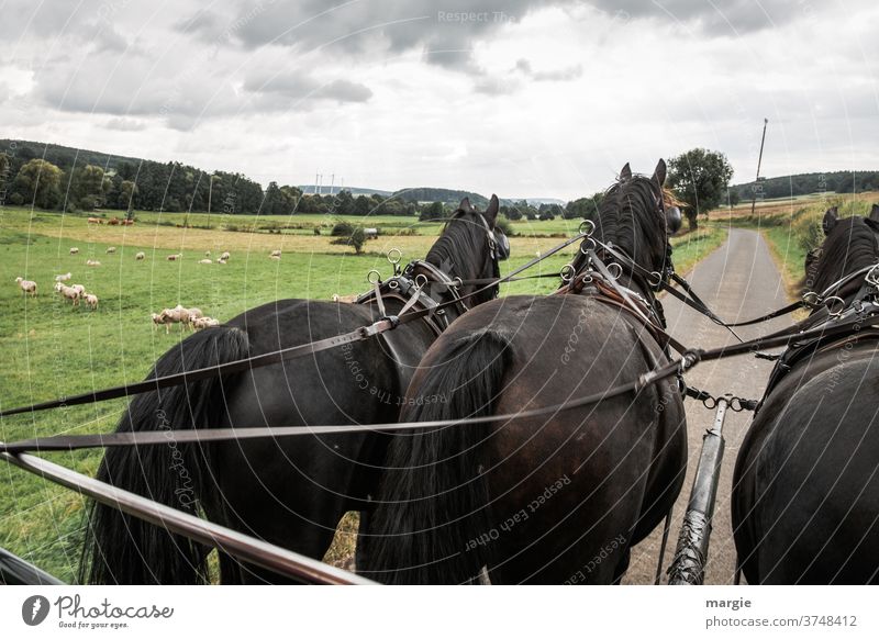 Eine Kutschenfahrt mit 3 Pferden vorbei an Feldern und Schafen Pferdekopf kutsche wiesen Halfter Landschaft Außenaufnahme Nutztier Tiergruppe Gras Menschenleer