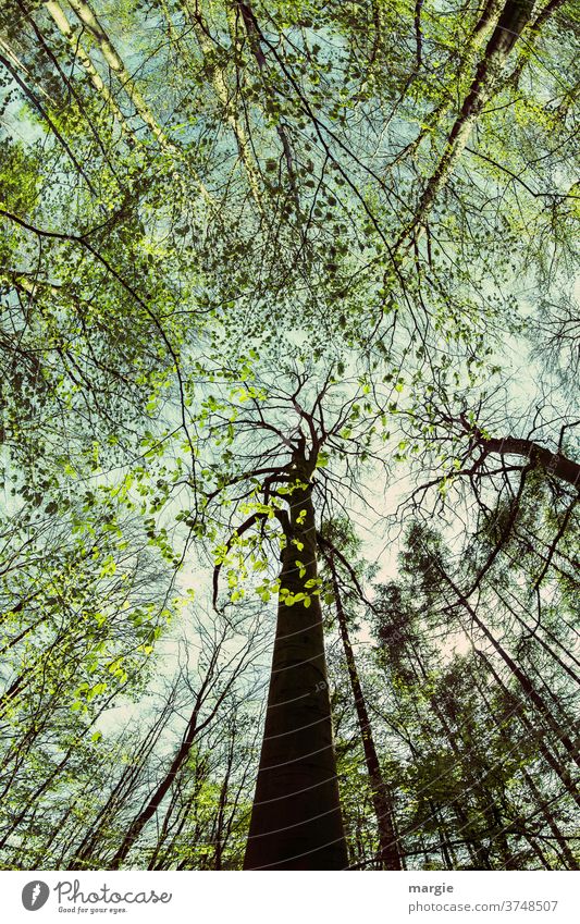 dynamisch |Bäume zum Himmel II Wald Baum Baumstamm im Vordergrund Baumkrone Baumrinde Blätter bäume wald Blätterdach hoch Äste und Zweige riesig Waldspaziergang